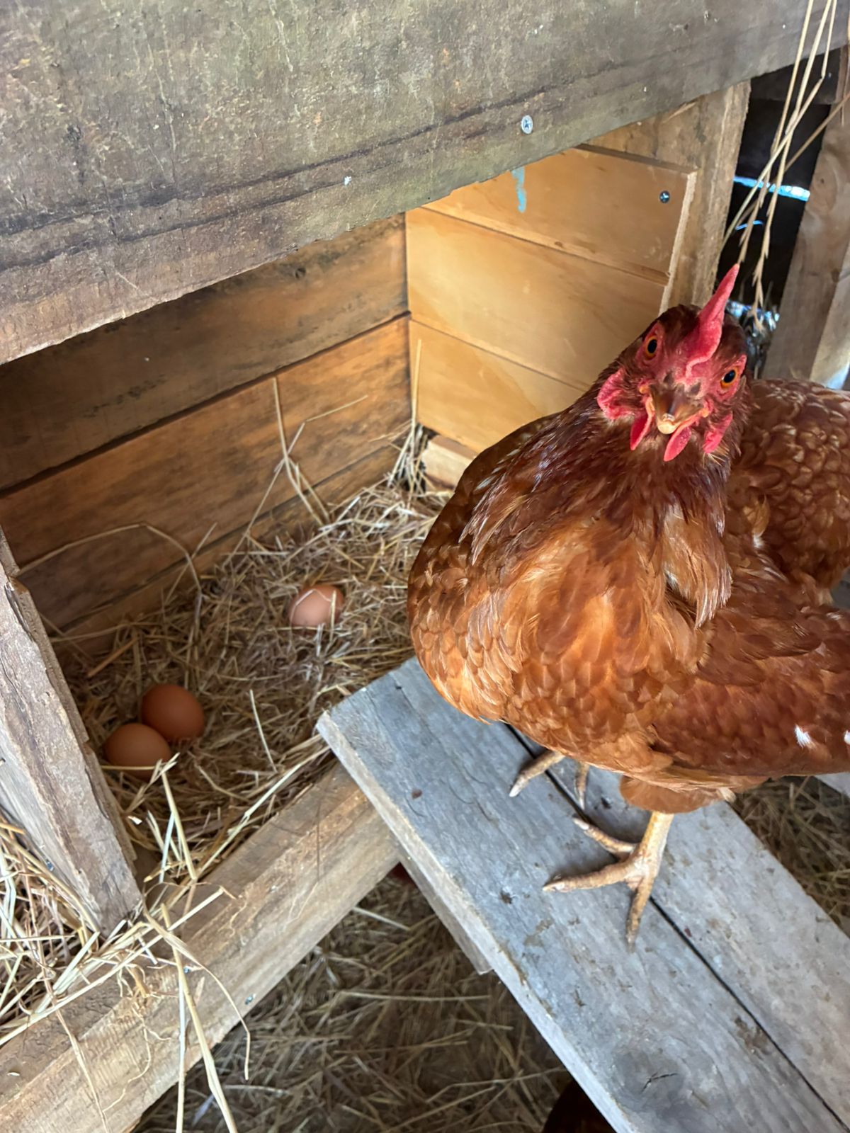 Bandeja de 30 Uds S - Imagen 4